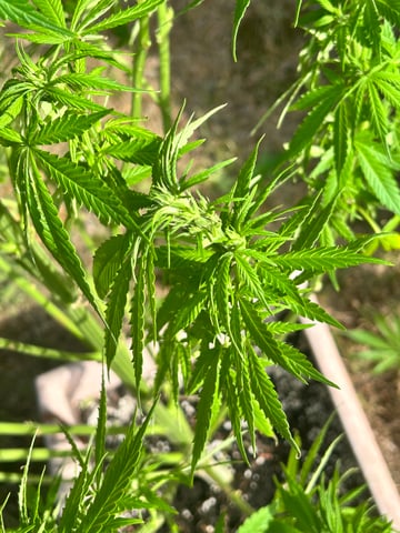 White Widow Twins — flower, day 94