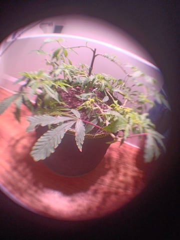 FKAFL — vegetative, day 35