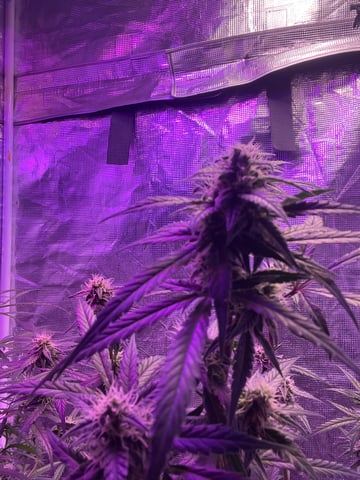 Banana  — auto, day 66