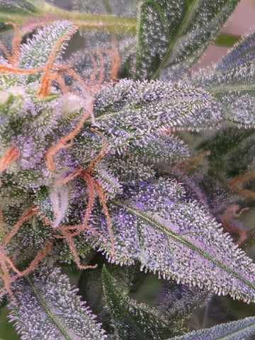 I'll get it right — flower, day 89