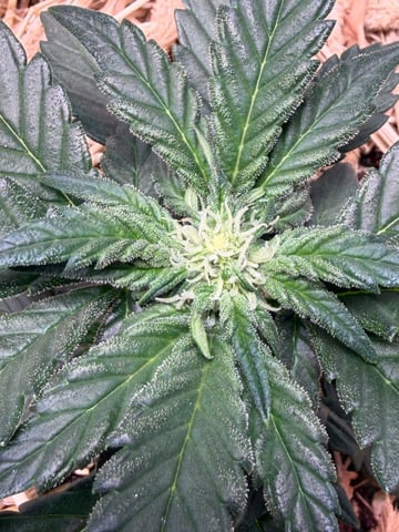 510 First Run! — flower, day 38