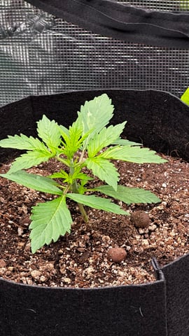 Gorilla Cookies Auto (42 FastBuds) — vegetative, day 21