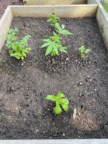 queen of soul X cap junky  — vegetative, day 45
