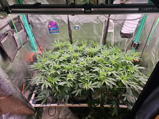 scrog from cut.  — flower, day 29