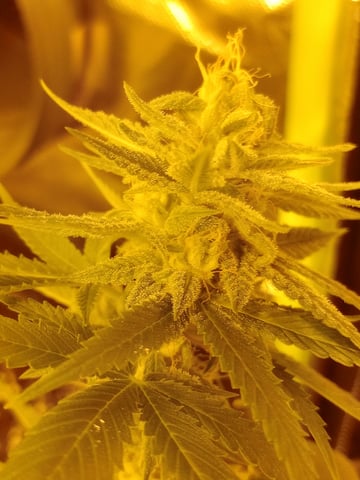 mr — flower, day 111