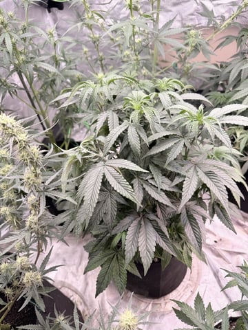4’x8’ Grow1 — vegetative, day 55