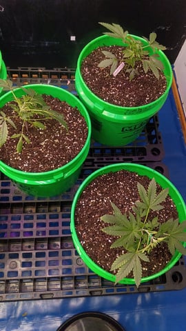 Third Grow — vegetative, day 35