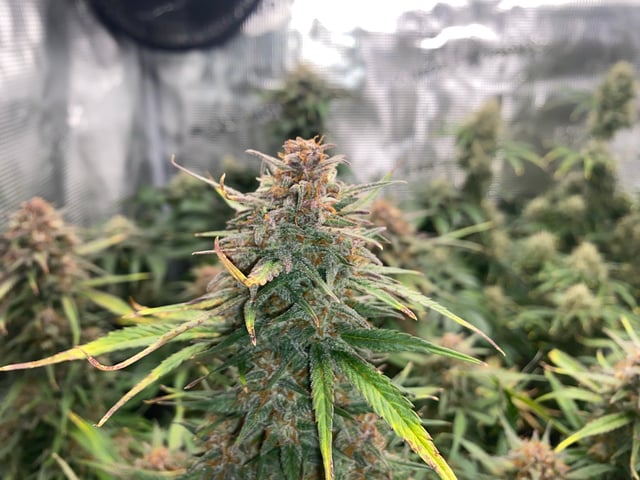 Auto Run #1 2025-2026 — flower, day 93