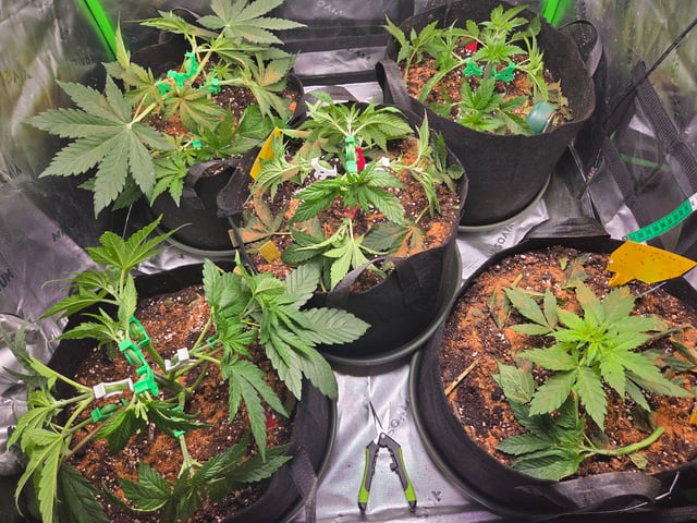 Special Queen 1 Fem+ Watermelon Auto — vegetative, day 27