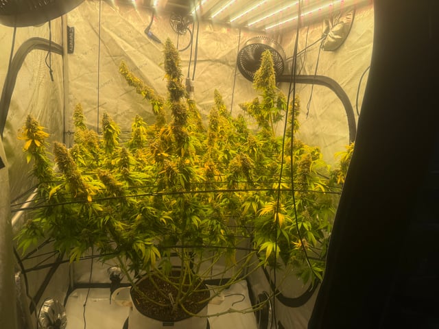 The little plant that could! — done, day 110