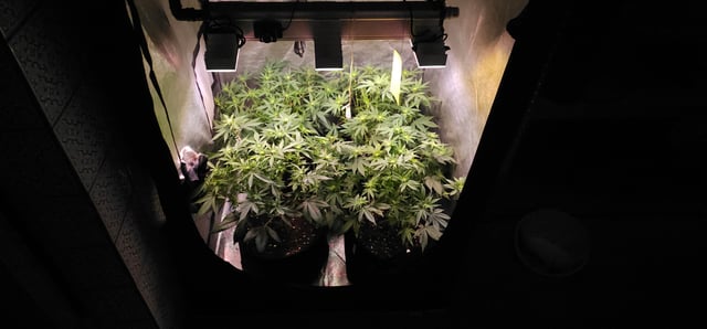 Cookies Usa — flower, day 68