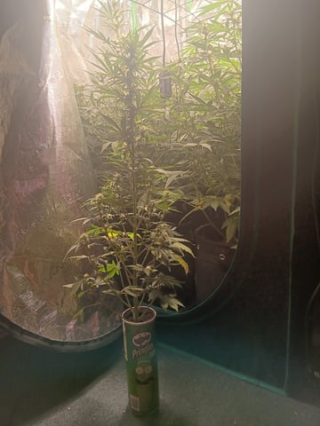 Pickle Rick — flower, day 31