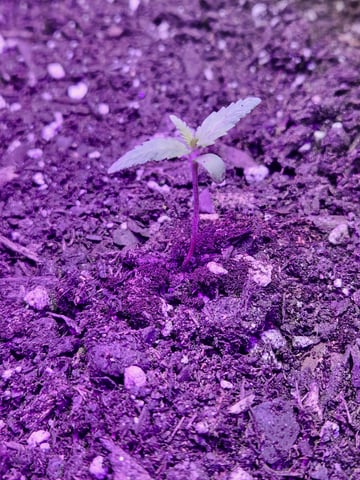 My First Indoor Grow — seedling_rooting, day 9