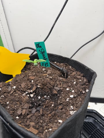 Midsummer Outdoor — seedling_rooting, day 2