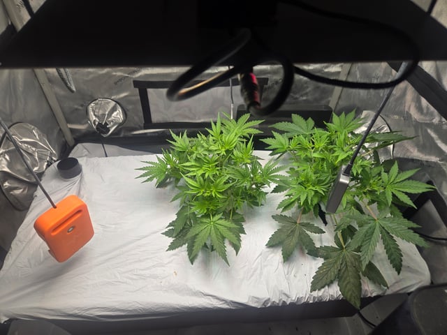 White rhino — vegetative, day 26