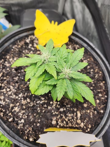 Mephisto Schoolyard Crush Grow-Pop tart OG and Apple Crush — flower, day 53