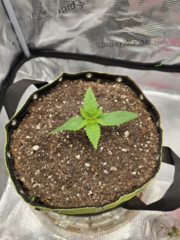 mc nuggets r1 — vegetative, day 10