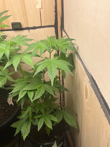 Auto variety  — vegetative, day 34
