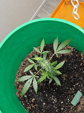 1st plant. Strain: Green Gelato AutoFlower — flower, day 60