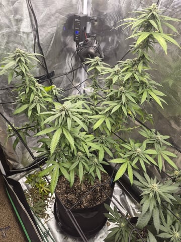 4th Grow — flower, day 98
