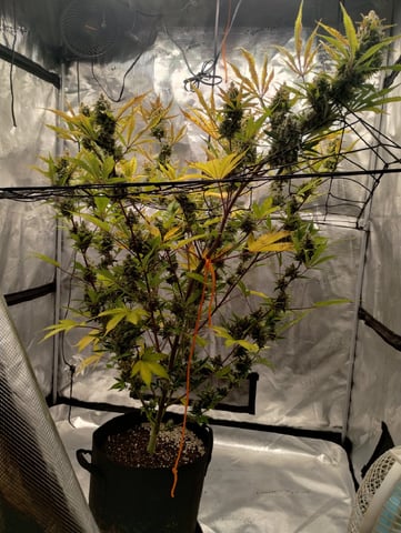 Round 2🥊 — flower, day 91