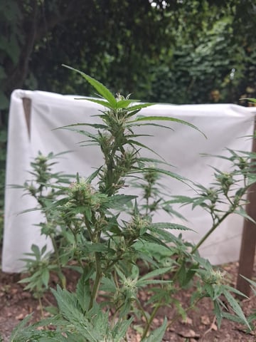 My First Grow