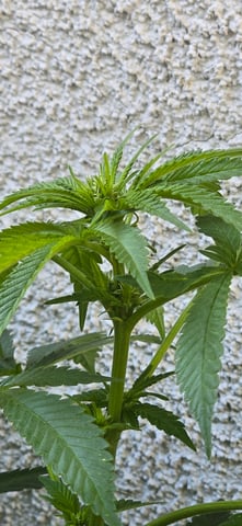 Mystery Weed Plant — vegetative, day 99