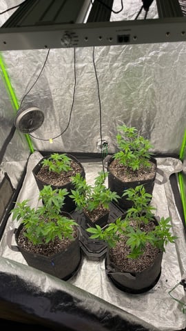 Clones GodFather OG Clones — vegetative, day 41