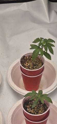 Lime Rian. — vegetative, day 16