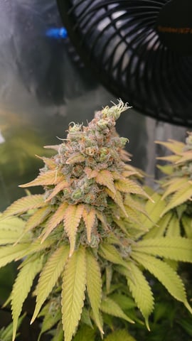 Closet grow  — flower, day 100