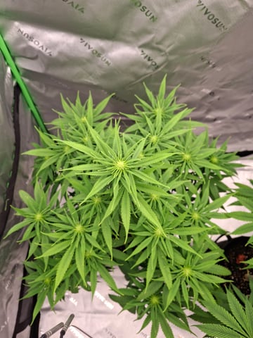 Do Si Dos -Cookies — flower, day 77