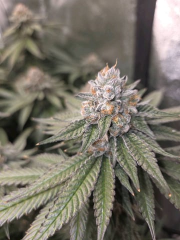 Lhotse 1 and 2 — flower, day 52