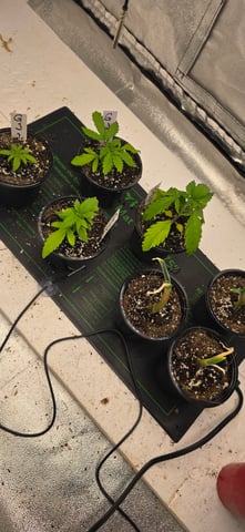 This grow may be interesting! — vegetative, day 35