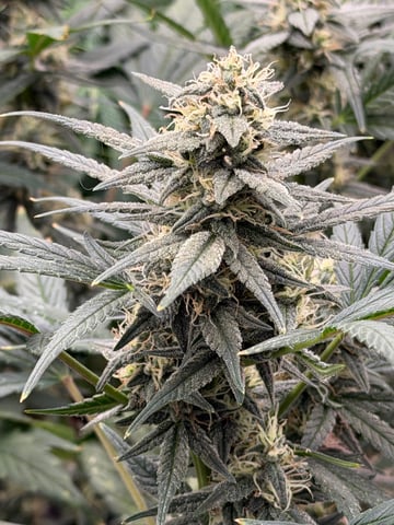 Witches Brew Autoflower by Dream Beans — flower, day 9