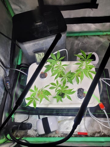 Clones And Hermie Seeds — grow_setup, day 2