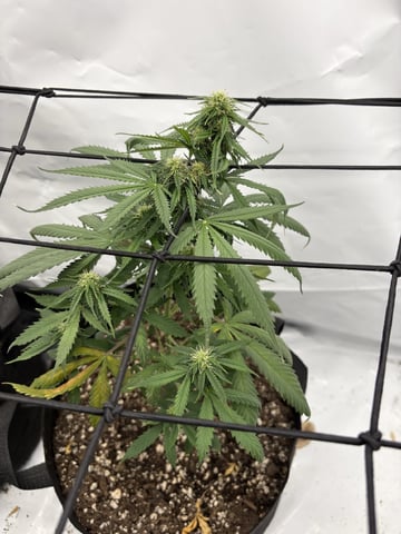 My First Grow — flower, day 64
