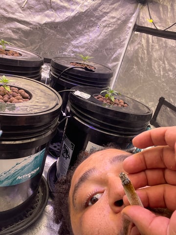 1st Ever Grow (Fat Bastard)(RDWC)  — seedling_rooting, day 20