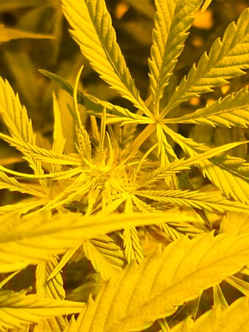 2nd Autoflower Indoor Grow — flower, day 51