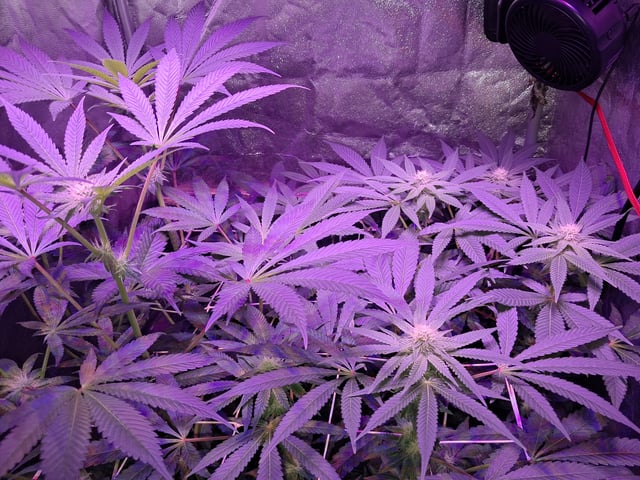 II — flower, day 61