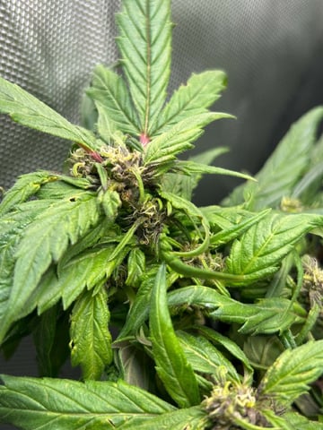 Vanna's Vanilla — auto, day 55