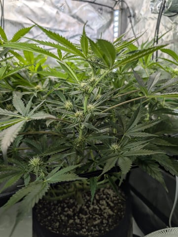 Cinderella 99 — flower, day 75