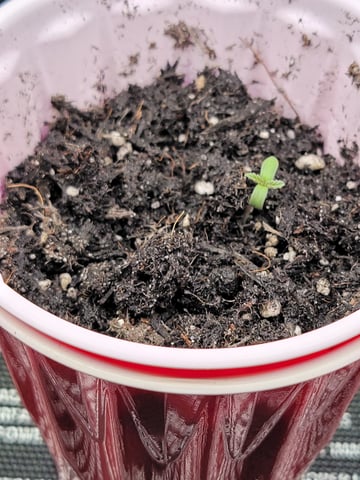First try — seedling_rooting, day 3
