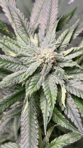 Current Grow — none, day 6