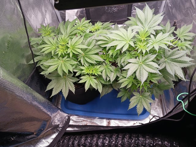 9lbhammer feminized  — flower, day 33