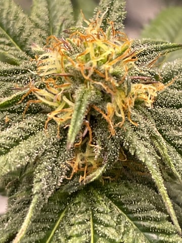 blueberry cupcake  — flower, day 92