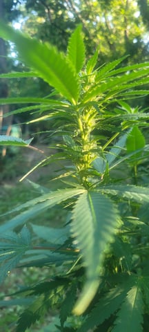 lemon drizzle  — flower, day 1