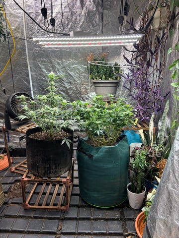 back to my roots.  — flower, day 13