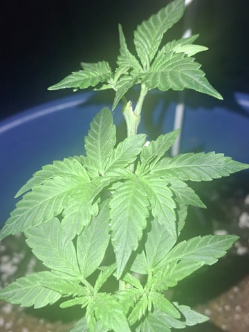 5 Random Seeds in a pot I found in my grinder. — vegetative, day 53