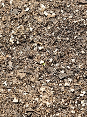 Gorilla Z auto — germination, day 8