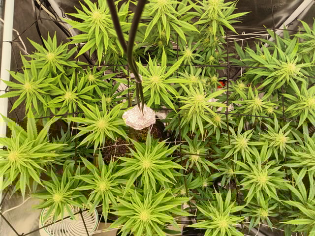 Starfighter/Ohio Guptilla Hybrid — flower, day 8